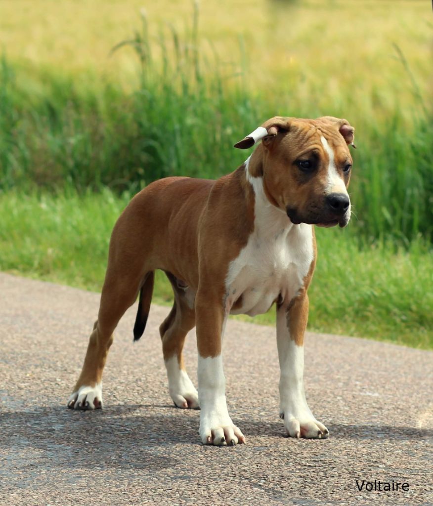 Keep The Best - Chiot disponible  - American Staffordshire Terrier