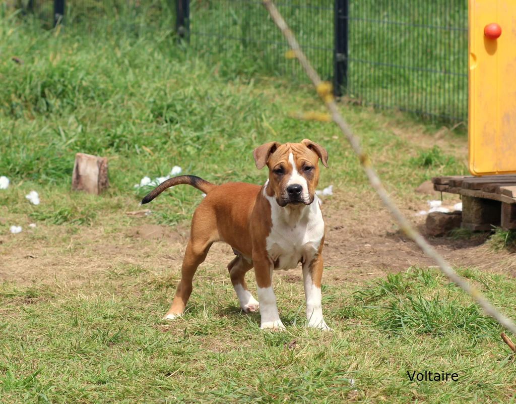 Keep The Best - Chiot disponible  - American Staffordshire Terrier