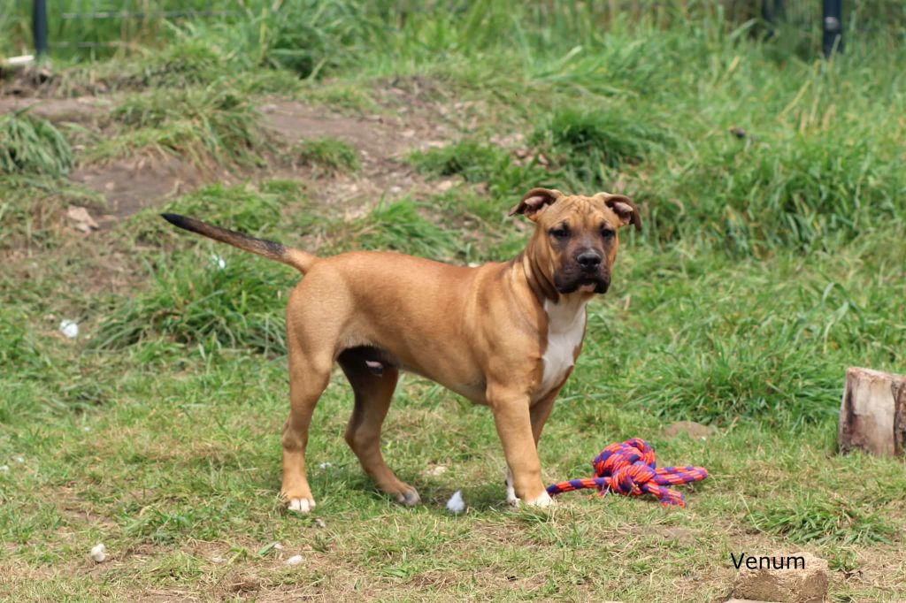 Keep The Best - Chiot disponible  - American Staffordshire Terrier